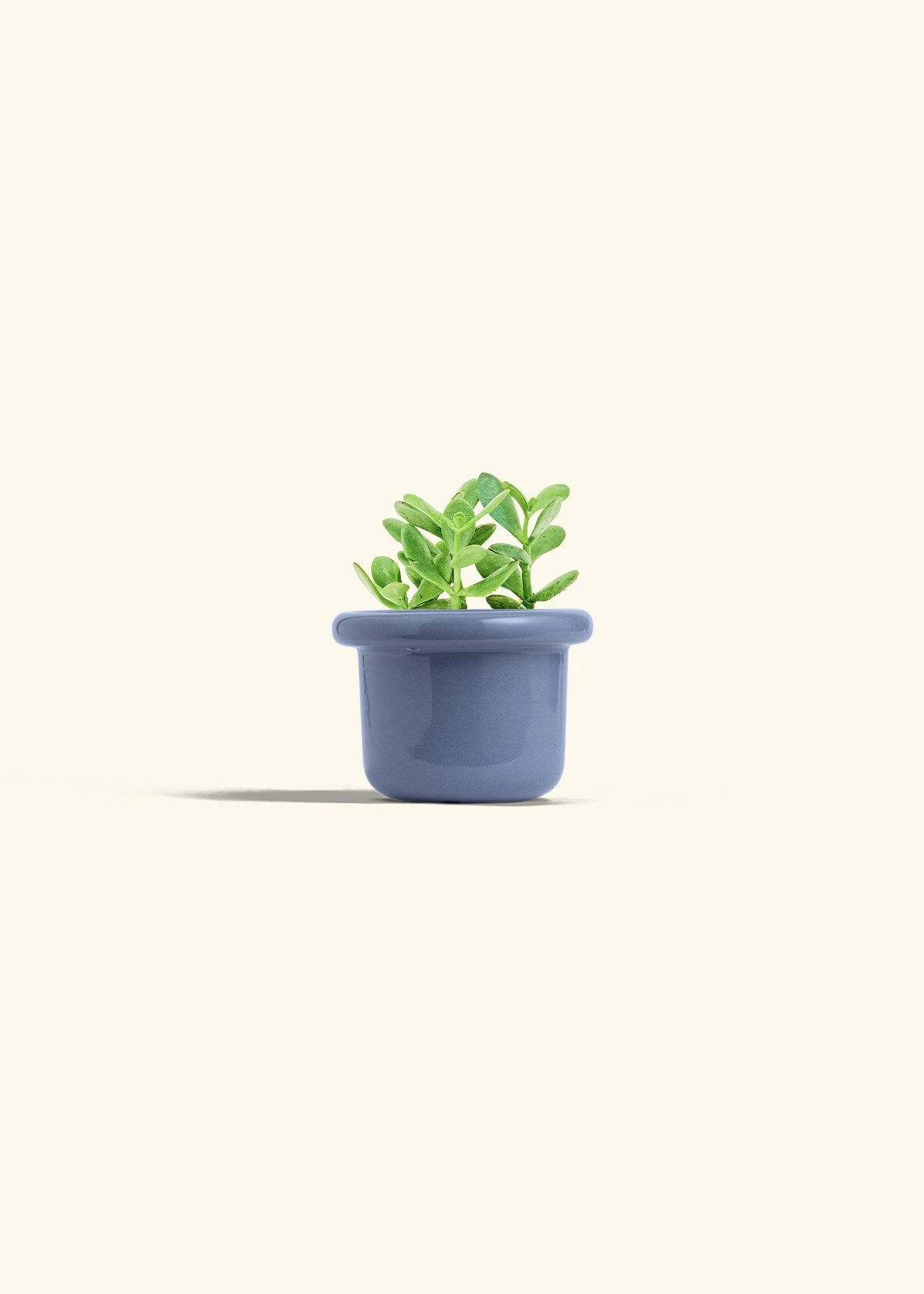 Jade Plant, Small 9 Jade Plant, Small - Image 7