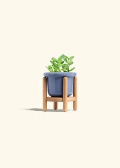 Jade Plant, Small 31 Jade Plant, Small -Home Living Store JADE PLANT 4 FATLIP BLUE STAND 4 bckgrnd cream