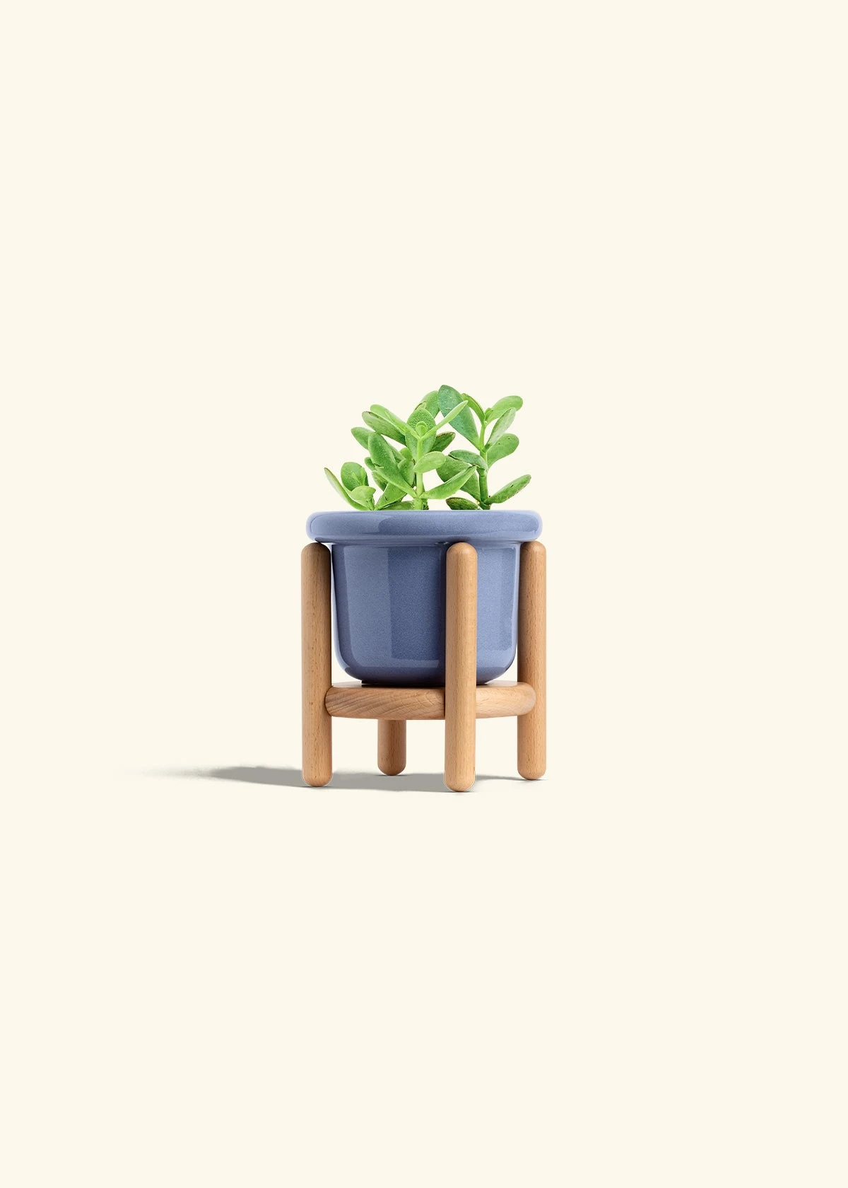Jade Plant, Small 12 Jade Plant, Small - Image 10