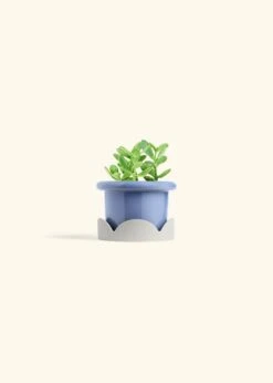 Jade Plant, Small 30 Jade Plant, Small -Home Living Store JADE PLANT 4 FATLIP BLUE TRAY BEIGE 4 bckgrnd cream