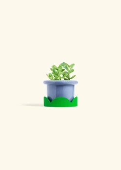 Jade Plant, Small 29 Jade Plant, Small -Home Living Store JADE PLANT 4 FATLIP BLUE TRAY GREEN 4 bckgrnd cream