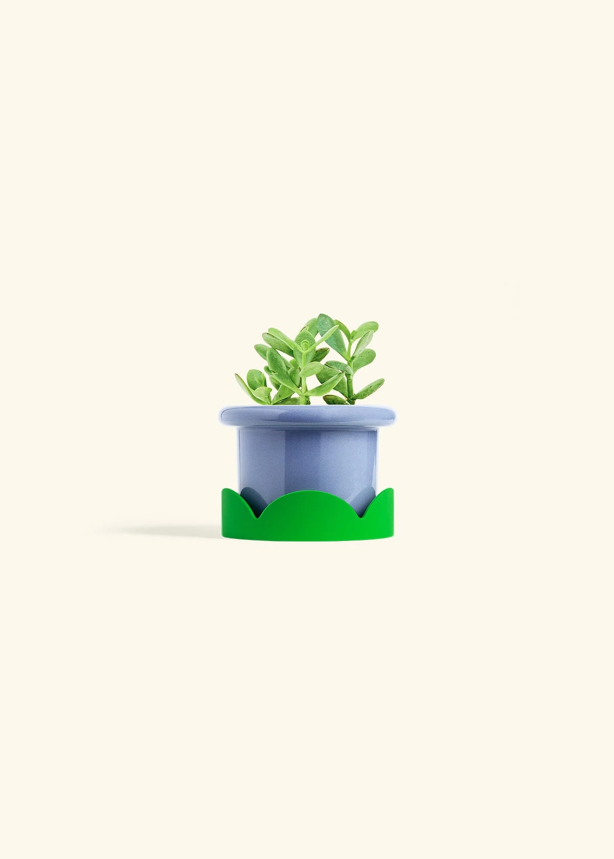 Jade Plant, Small 10 Jade Plant, Small - Image 8