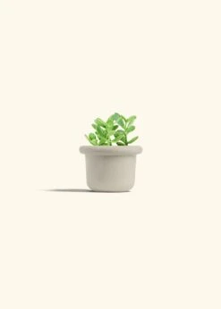 Jade Plant, Small 36 Jade Plant, Small -Home Living Store JADE PLANT 4 FATLIP OAT 4 bckgrnd cream