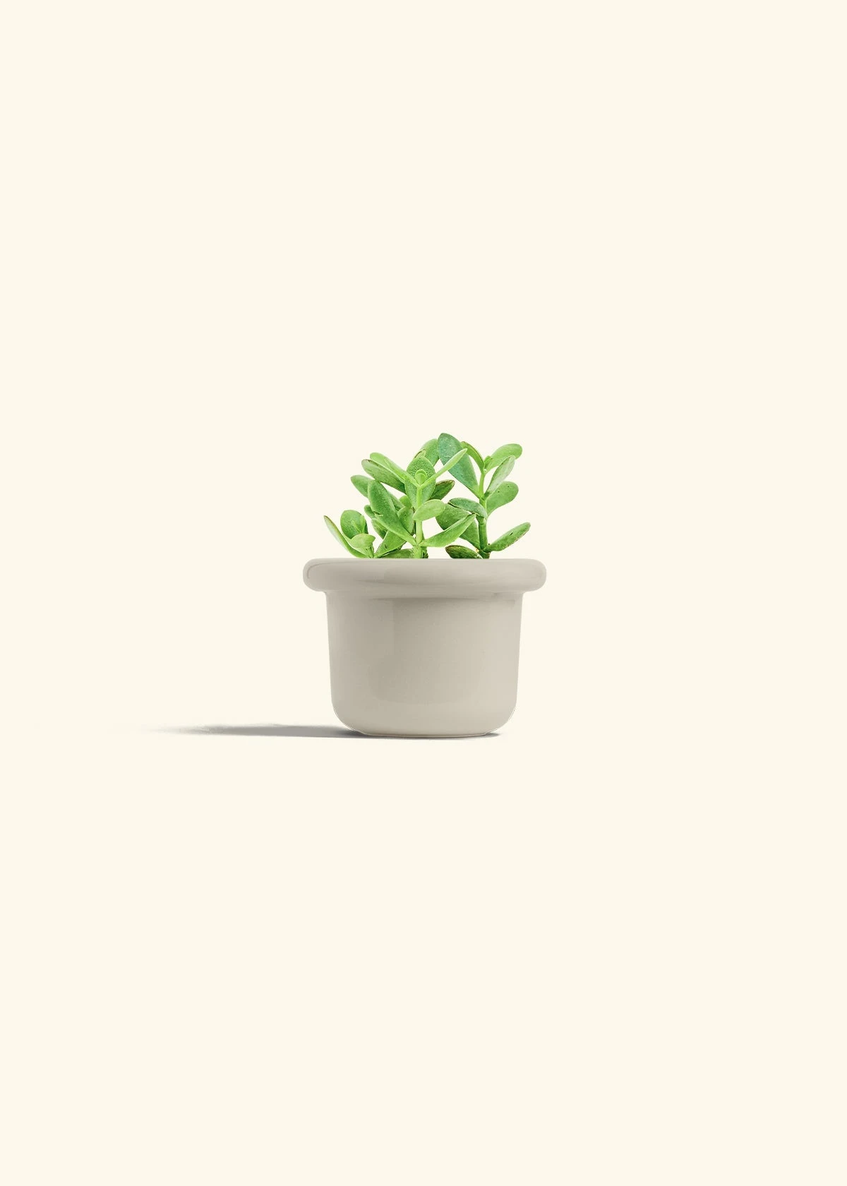 Jade Plant, Small 17 Jade Plant, Small - Image 15