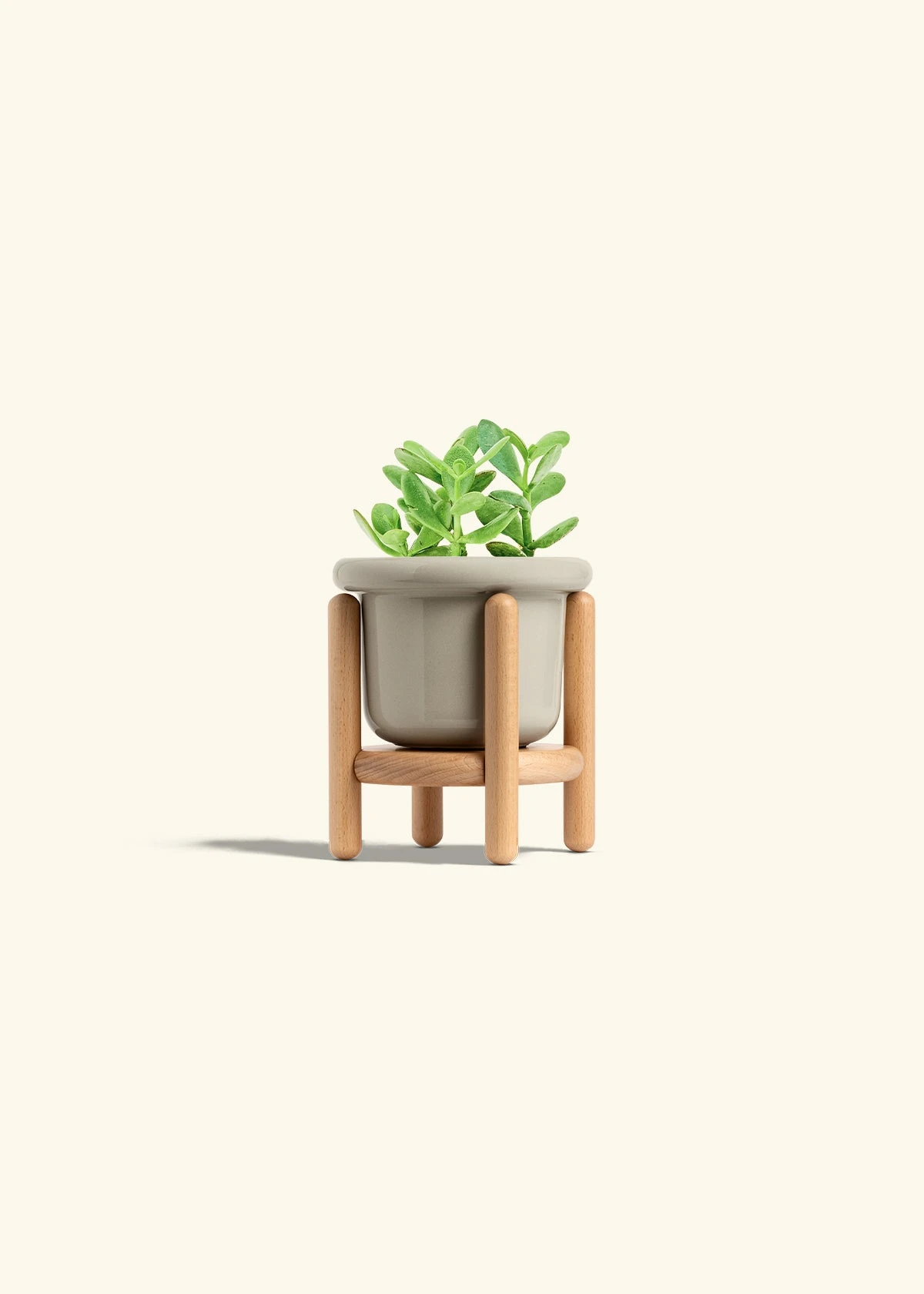 Jade Plant, Small 20 Jade Plant, Small - Image 18