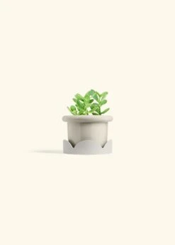 Jade Plant, Small 38 Jade Plant, Small -Home Living Store JADE PLANT 4 FATLIP OAT TRAY BEIGE 4 bckgrnd cream