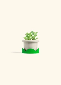 Jade Plant, Small 37 Jade Plant, Small -Home Living Store JADE PLANT 4 FATLIP OAT TRAY GREEN 4 bckgrnd cream