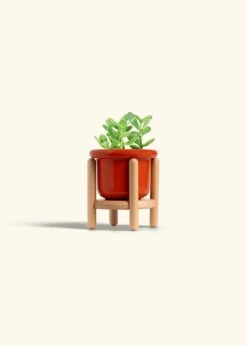 Jade Plant, Small 35 Jade Plant, Small -Home Living Store JADE PLANT 4 FATLIP RED STAND 4 bckgrnd cream