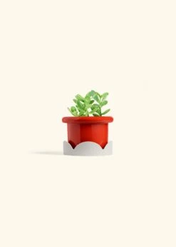 Jade Plant, Small 34 Jade Plant, Small -Home Living Store JADE PLANT 4 FATLIP RED TRAY BEIGE 4 bckgrnd cream