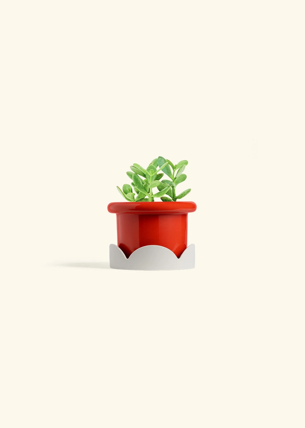 Jade Plant, Small 15 Jade Plant, Small - Image 13