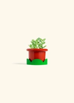 Jade Plant, Small 33 Jade Plant, Small -Home Living Store JADE PLANT 4 FATLIP RED TRAY GREEN 4 bckgrnd cream