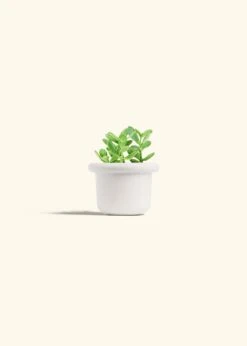 Jade Plant, Small 24 Jade Plant, Small -Home Living Store JADE PLANT 4 FATLIP WHITE 4 bckgrnd cream