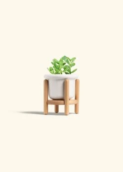Jade Plant, Small 27 Jade Plant, Small -Home Living Store JADE PLANT 4 FATLIP WHITE STAND 4 bckgrnd cream