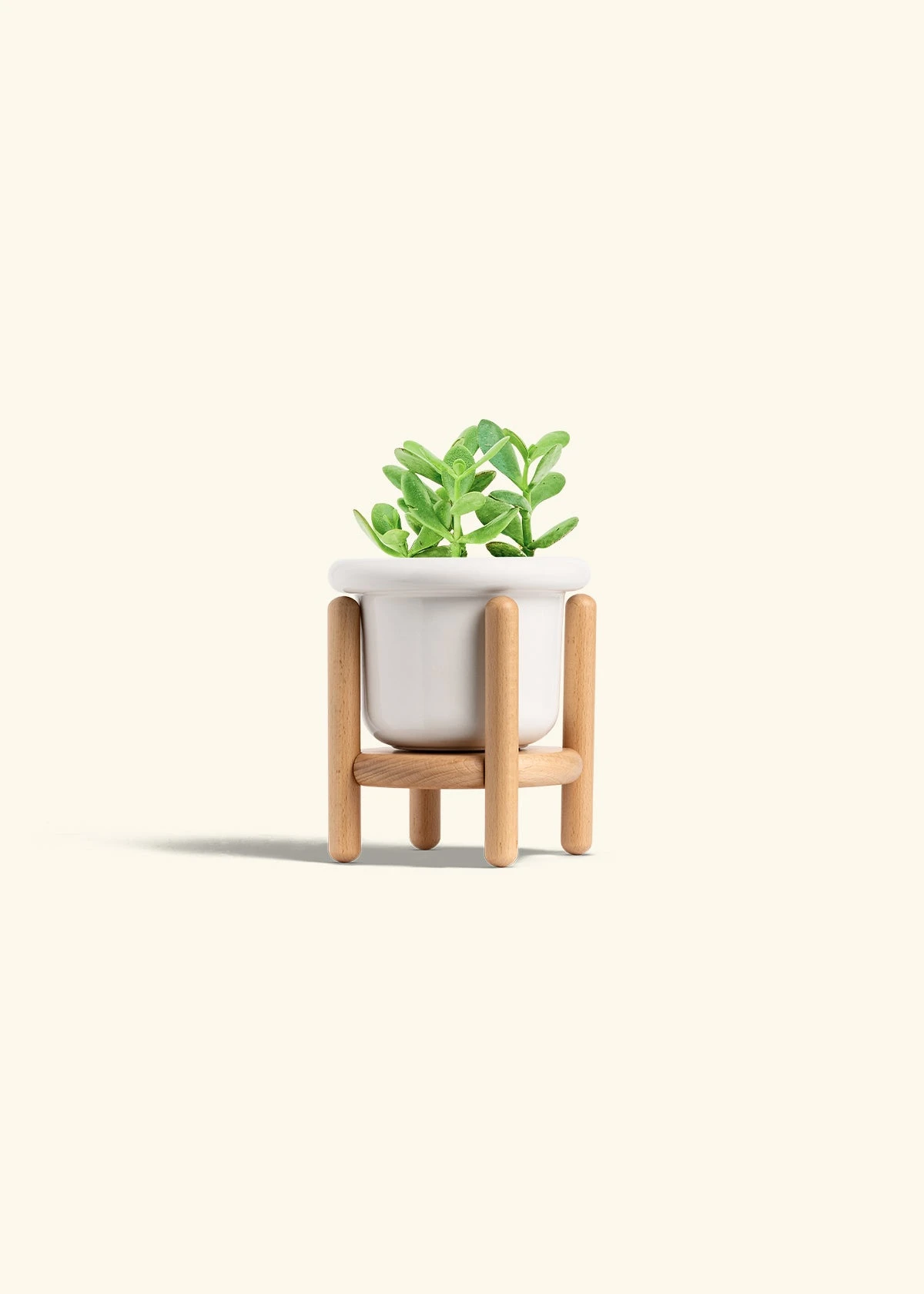 Jade Plant, Small 8 Jade Plant, Small - Image 6