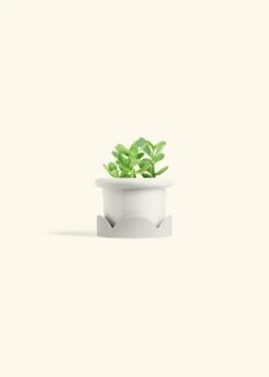 Jade Plant, Small 26 Jade Plant, Small -Home Living Store JADE PLANT 4 FATLIP WHITE TRAY BEIGE 4 bckgrnd cream