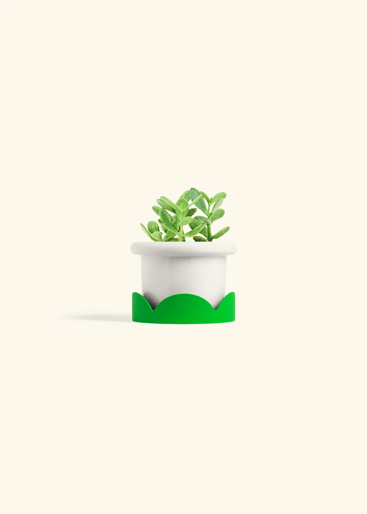 Jade Plant, Small 6 Jade Plant, Small - Image 4