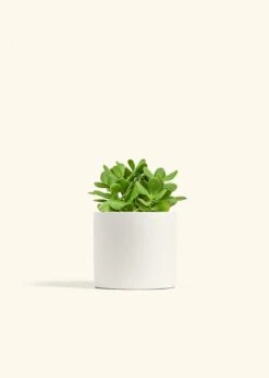 Jade Plant, Medium 40 Jade Plant, Medium -Home Living Store JADE PLANT 6 CLASSIC WHITE 6 bckgrnd cream