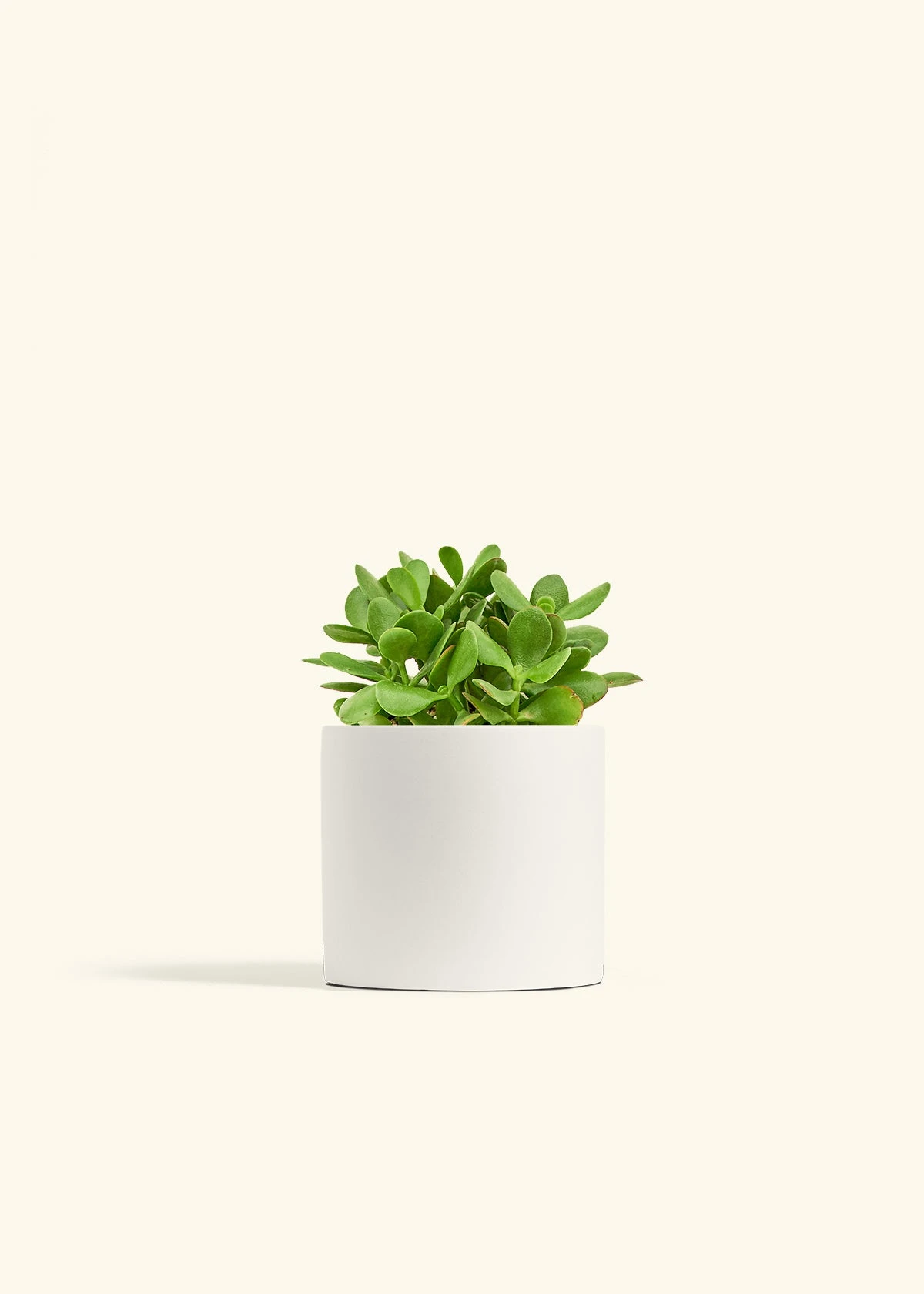 Jade Plant, Medium 21 Jade Plant, Medium - Image 19