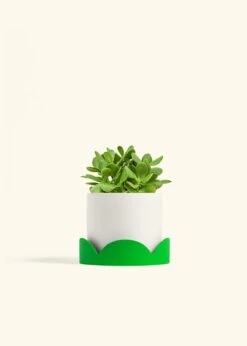 Jade Plant, Medium 41 Jade Plant, Medium -Home Living Store JADE PLANT 6 CLASSIC WHITE TRAY GREEN 6 bckgrnd cream