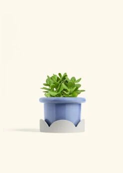 Jade Plant, Medium 31 Jade Plant, Medium -Home Living Store JADE PLANT 6 FATLIP BLUE TRAY BEIGE 6 bckgrnd cream