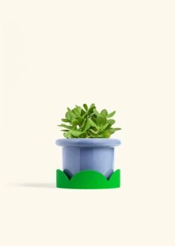 Jade Plant, Medium 29 Jade Plant, Medium -Home Living Store JADE PLANT 6 FATLIP BLUE TRAY GREEN 6 bckgrnd cream