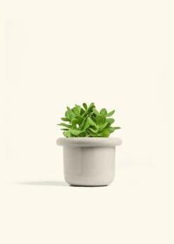 Jade Plant, Medium 36 Jade Plant, Medium -Home Living Store JADE PLANT 6 FATLIP OAT 6 bckgrnd cream