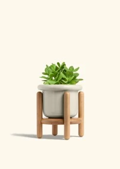 Jade Plant, Medium 39 Jade Plant, Medium -Home Living Store JADE PLANT 6 FATLIP OAT STAND 6 bckgrnd cream