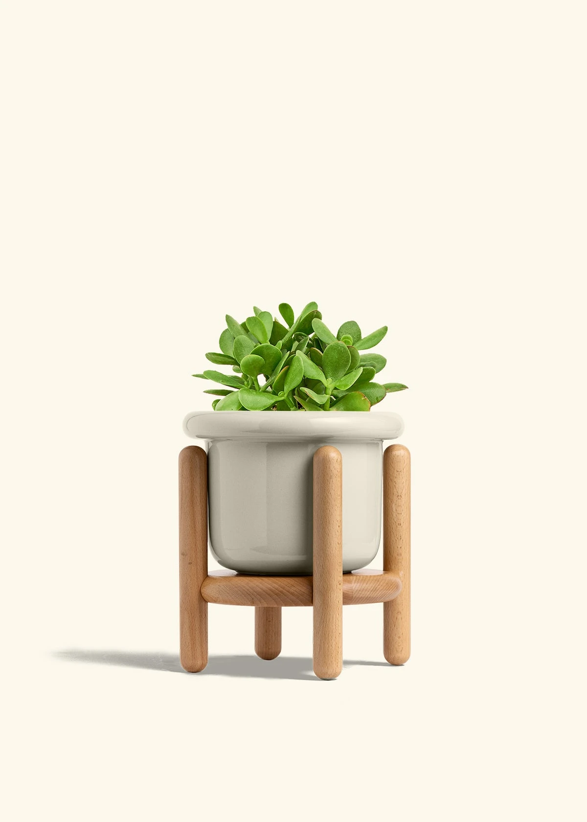 Jade Plant, Medium 20 Jade Plant, Medium - Image 18
