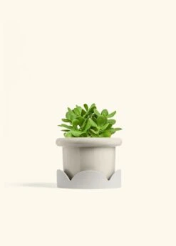 Jade Plant, Medium 38 Jade Plant, Medium -Home Living Store JADE PLANT 6 FATLIP OAT TRAY BEIGE 6 bckgrnd cream