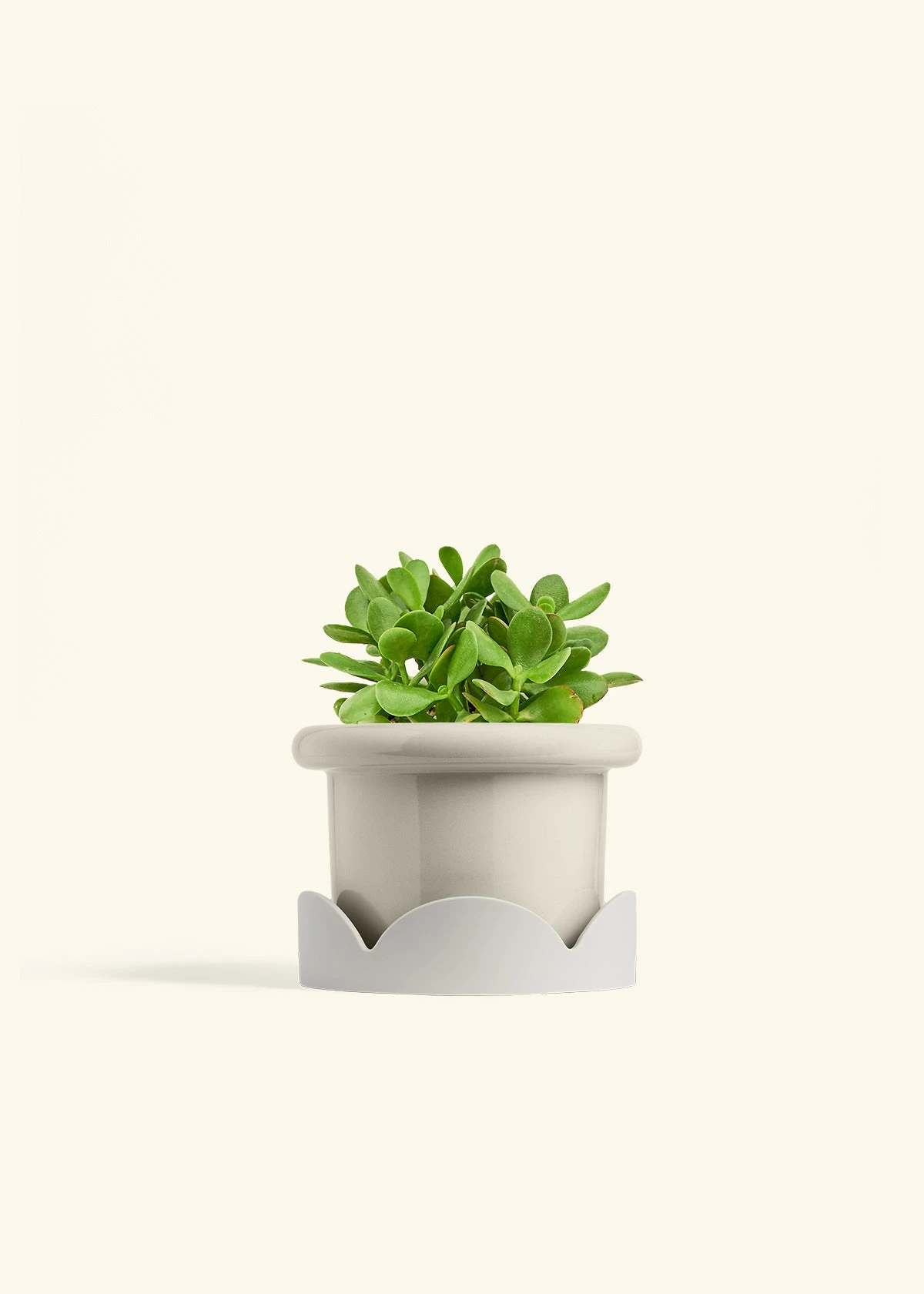Jade Plant, Medium 19 Jade Plant, Medium - Image 17