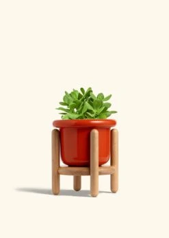 Jade Plant, Medium 35 Jade Plant, Medium -Home Living Store JADE PLANT 6 FATLIP RED STAND 6 bckgrnd cream