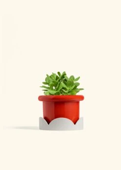 Jade Plant, Medium 34 Jade Plant, Medium -Home Living Store JADE PLANT 6 FATLIP RED TRAY BEIGE 6 bckgrnd cream