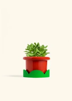 Jade Plant, Medium 33 Jade Plant, Medium -Home Living Store JADE PLANT 6 FATLIP RED TRAY GREEN 6 bckgrnd cream