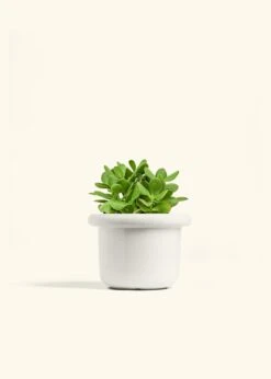 Jade Plant, Medium 24 Jade Plant, Medium -Home Living Store JADE PLANT 6 FATLIP WHITE 6 bckgrnd cream