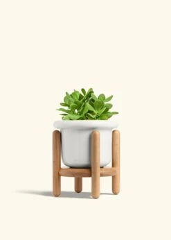 Jade Plant, Medium 27 Jade Plant, Medium -Home Living Store JADE PLANT 6 FATLIP WHITE STAND 6 bckgrnd cream