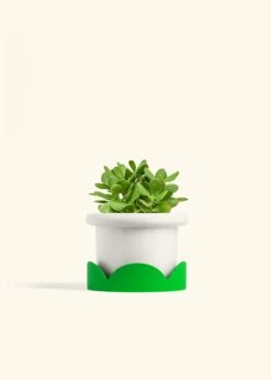 Jade Plant, Medium 25 Jade Plant, Medium -Home Living Store JADE PLANT 6 FATLIP WHITE TRAY GREEN 6 bckgrnd cream