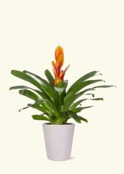 Orange Bromeliad, Medium -Home Living Store LARGE BROMELIADS0001