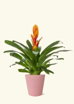 Orange Bromeliad, Medium -Home Living Store LARGE BROMELIADS0002