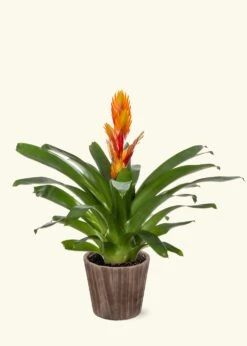 Orange Bromeliad, Medium -Home Living Store LARGE BROMELIADS0003