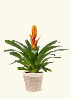 Orange Bromeliad, Medium -Home Living Store LARGE BROMELIADS0004
