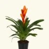 Orange Bromeliad, Medium -Home Living Store LARGE BROMELIADS0005