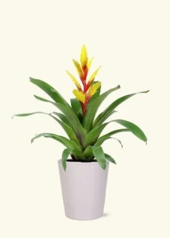 Yellow Bromeliad, Medium -Home Living Store LARGE BROMELIADS0007
