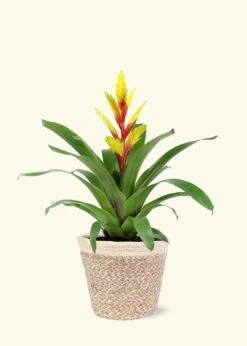 Yellow Bromeliad, Medium -Home Living Store LARGE BROMELIADS0008