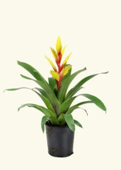 Yellow Bromeliad, Medium