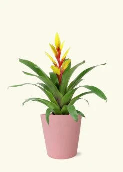 Yellow Bromeliad, Medium -Home Living Store LARGE BROMELIADS0010