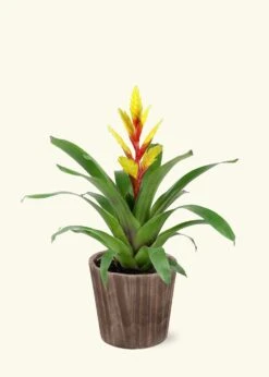 Yellow Bromeliad, Medium -Home Living Store LARGE BROMELIADS0011