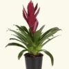 Burgundy Bromeliad, Medium -Home Living Store LARGE BROMELIADS0012