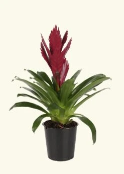 Burgundy Bromeliad, Medium