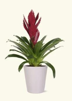 Burgundy Bromeliad, Medium -Home Living Store LARGE BROMELIADS0014