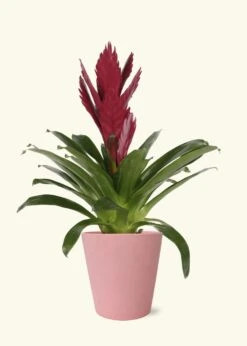 Burgundy Bromeliad, Medium -Home Living Store LARGE BROMELIADS0015